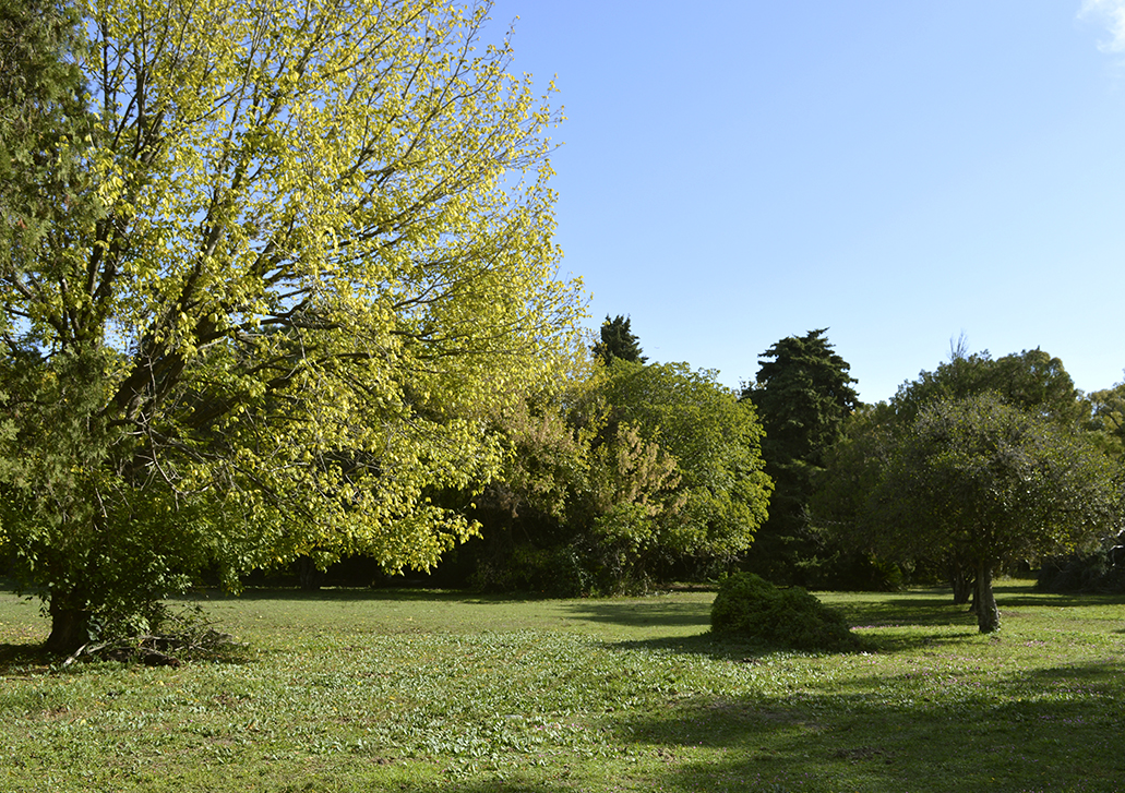 bosque